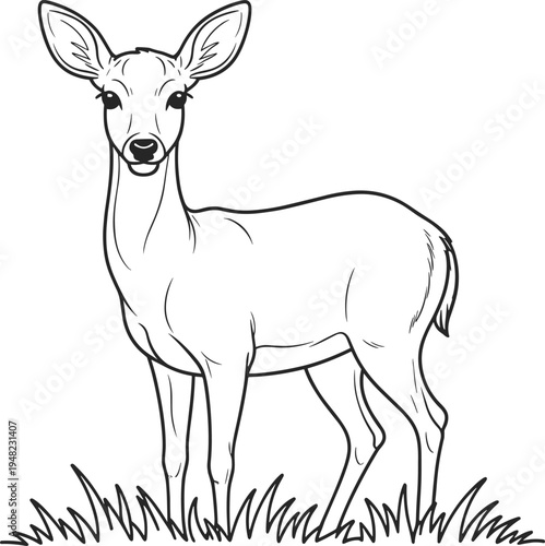 Young deer standing on grass in a simple line fawn line black and white