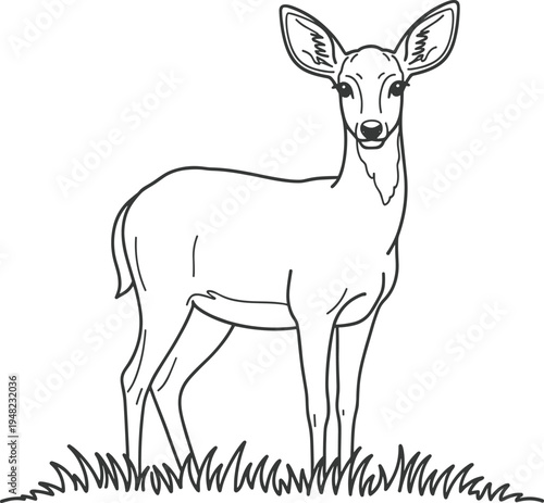 Young deer standing on grass with a happy expression fawn