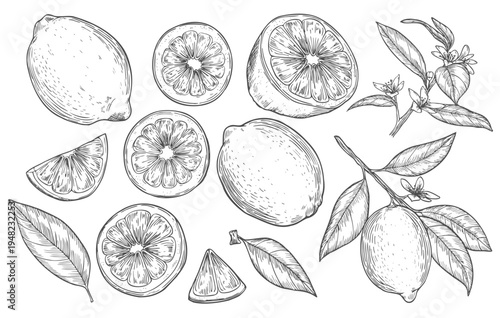 Hand drawn sketch style lemons set. Whole and sliced citrus fruit. Best for package and menu designs. Vector illustrations.