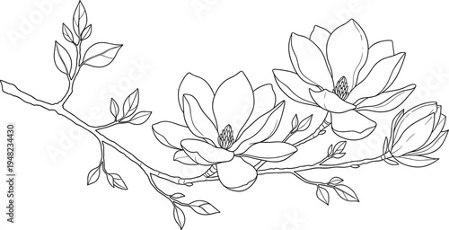 Minimalist hand drawn magnolia flower branch with leaves, botanical line art vector illustration, elegant floral sketch, spring blossom nature design.