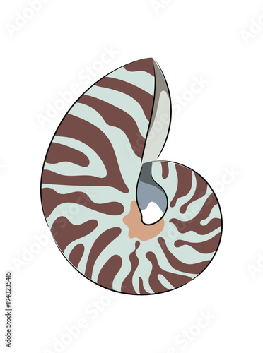 Nautilus shell, spiral sea shell with striped pattern, flat vector illustration of marine mollusk shell isolated on white background. Hand drawn, scribble.