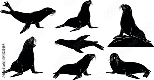 Sea lion silhouette collection, black marine mammal set in various poses, isolated ocean wildlife illustration for design, nature clipart