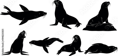 Sea lion silhouette set, black marine mammal collection in various poses, isolated wildlife illustration, aquatic animal clipart for design