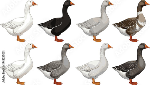 Vector illustration set of diverse domestic goose breeds including white, grey, black, and brown feathers for farm livestock and poultry design