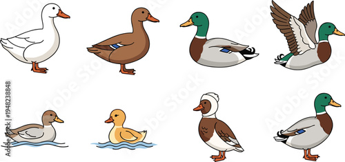 Collection of various duck species featuring mallards white ducks and ducklings in different poses