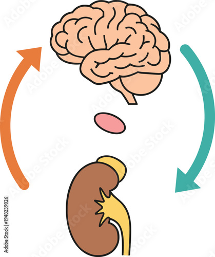 Illustration of human brain and kidney connection with arrows showing physiological regulation and endocrine system communication for medical design.