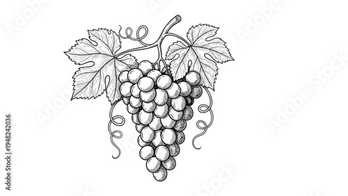 Detailed black and white engraving style illustration of a cluster of grapes with leaves and vines on a white background for wine art.