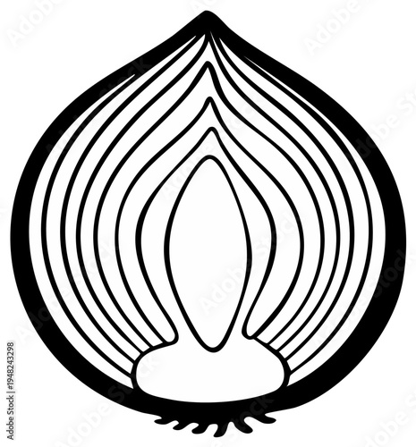 Cross-section illustration of an onion bulb showing internal layers and roots