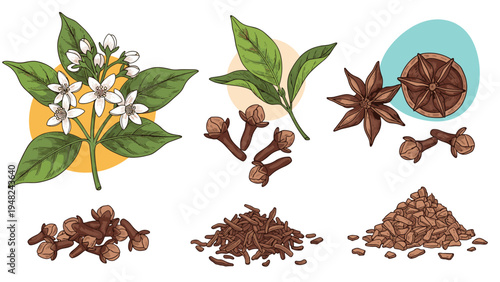 Beautiful botanical illustration of various spices including star anise, cloves, and jasmine flowers for culinary and medicinal uses.