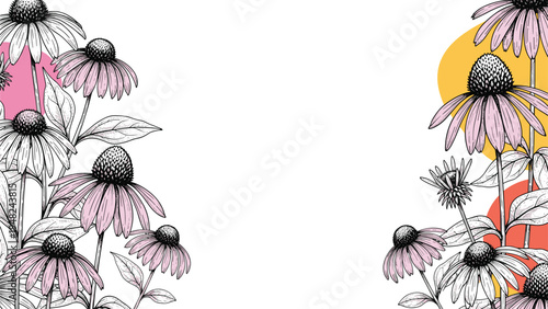 Delicate line art drawing of echinacea flowers with pink petals and colorful circle accents for natural herbal medicine store concepts.