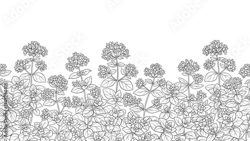 Continuous black and white line art illustration of flowering oregano plants creating a beautiful botanical border for food packaging.