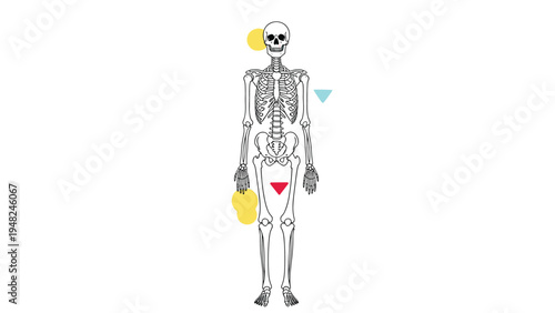 Full length anatomical illustration of a human skeleton in black line art with colorful geometric accents for medical and science study.