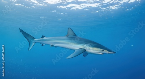 Wallpaper Mural Majestic blue shark glides gracefully through clear ocean waters, showcasing its sleek form and powerful fins Torontodigital.ca