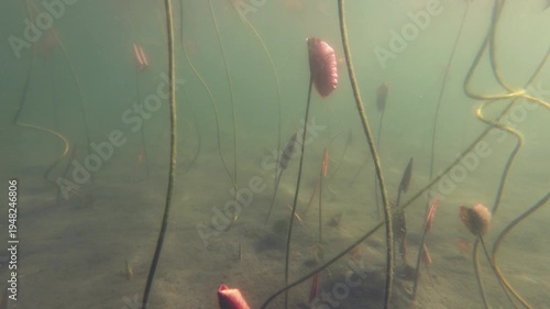 Yellow Water Snowflake, Nymphoides peltata, underwater leaves, acquatic plant, underwater, underwater view,  Varallo Sesia,  Sant'Agostino Lake, Piemonte, Italy