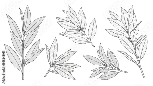 Collection of laurel bay leaf branches and stems in detailed black and white line art illustration for botanical design.