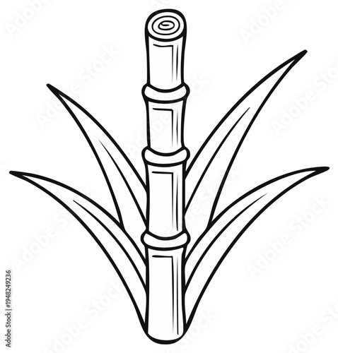 Black and white illustration of sugarcane plant with leaves, isolated
