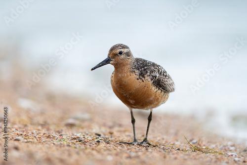 Red knot, Calidris canutus in breeding plumage