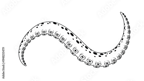 Detailed black and white illustration of a long curved octopus tentacle with numerous suckers along its length.