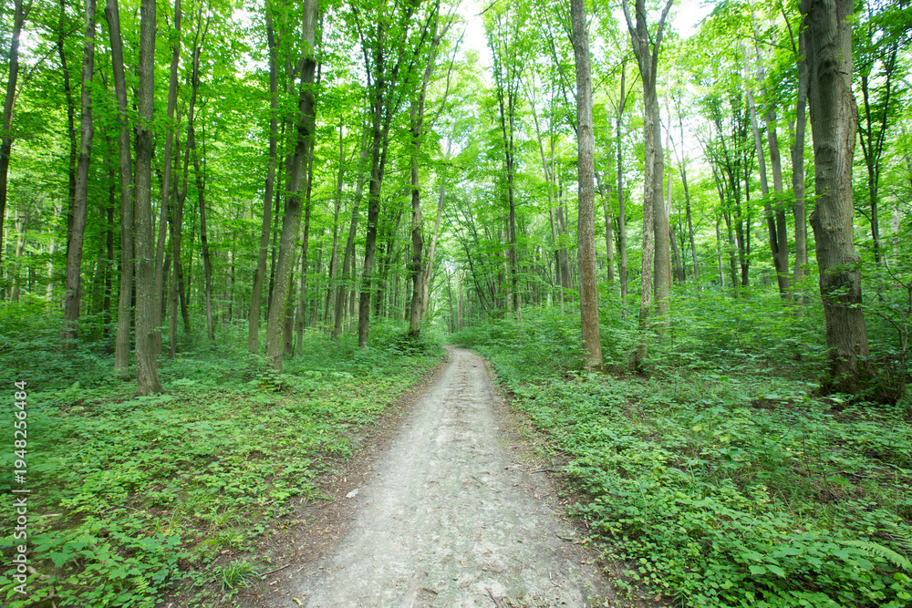 Fototapeta premium Forest trees. nature green wood sunlight backgrounds