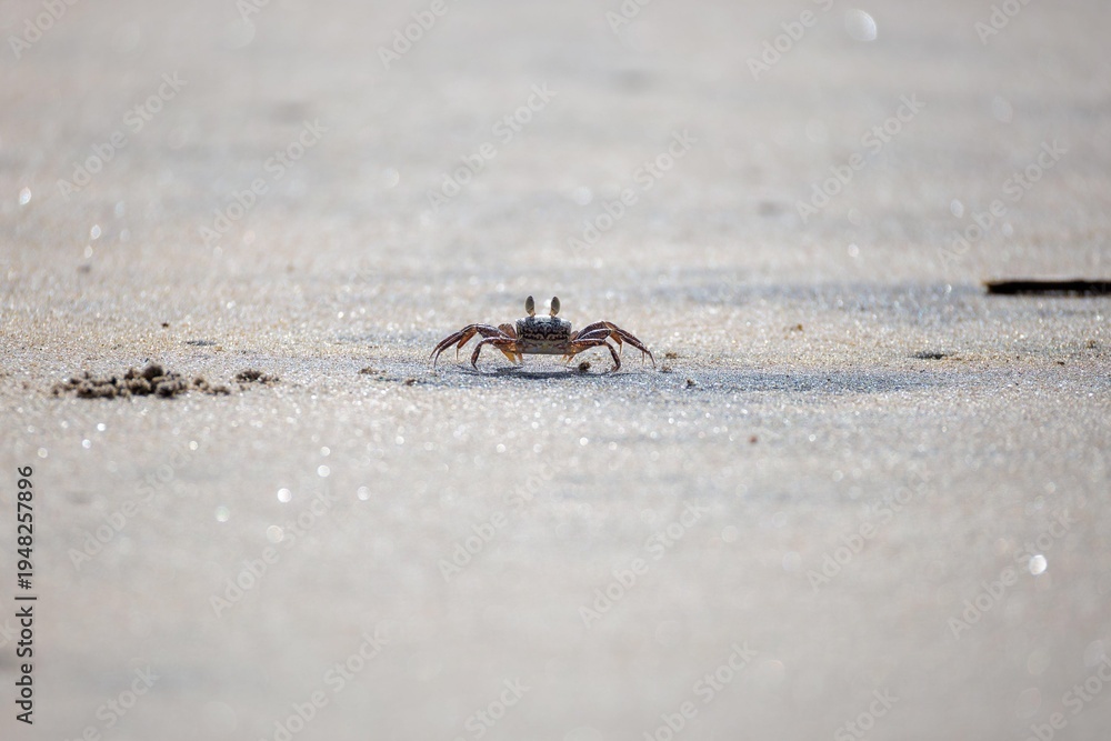 Fototapeta premium Crab Beach