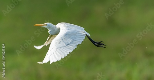 Canvastavla Heron White