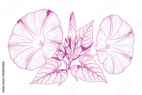Vector illustration of three beautiful pink morning glory flowers and leaves outline