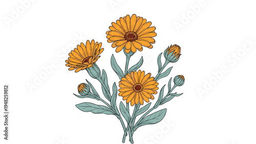 Beautiful bunch of bright yellow calendula or marigold flowers with green leaves shown in a detailed hand drawn botanical style.