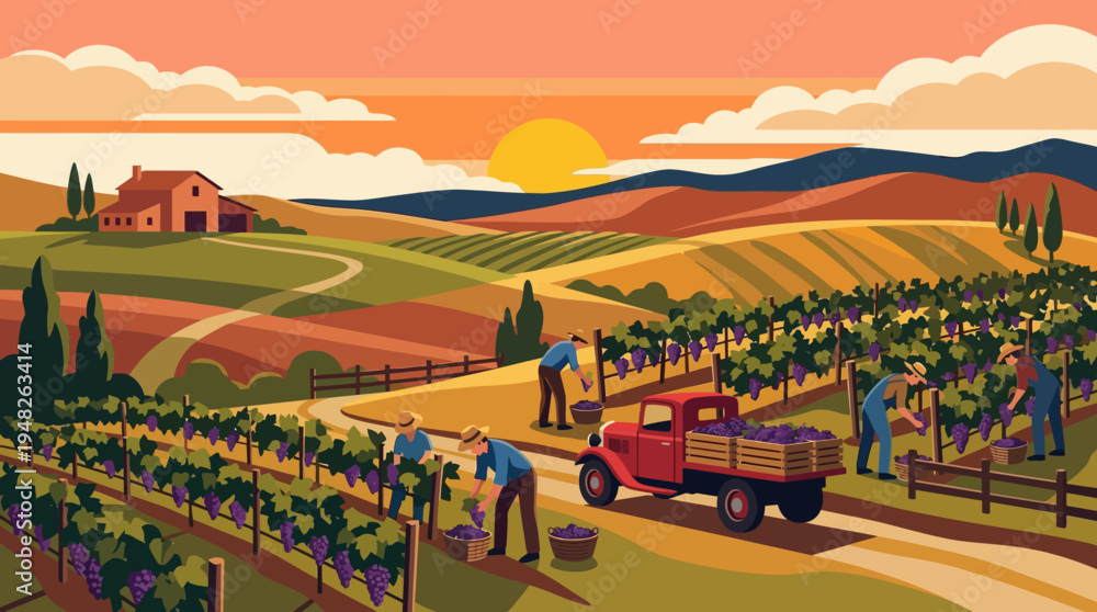 Fototapeta premium Vineyard harvest at sunset people picking grapes into a truck