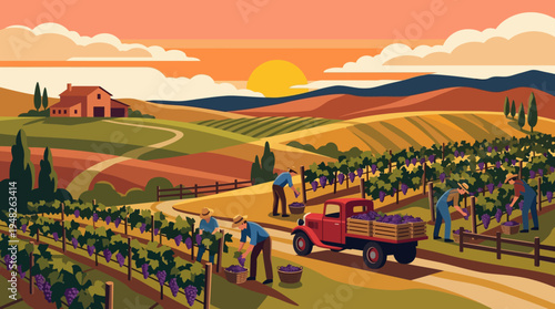 Vineyard harvest at sunset people picking grapes into a truck