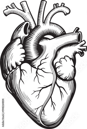 Anatomical illustration of the human heart with its major blood vessels
