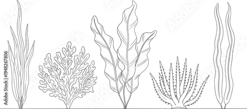 Hand drawn seaweed and coral collection, aquatic underwater ocean plants, marine kelp flora, sea algae elements, botanical nature vector illustration