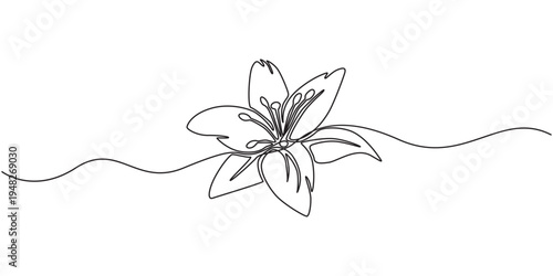 Lily flower, continuous single line art drawing sketch, logo, Lily Continuous Line Drawing with Editable Stroke. Vector Pen and Ink Illustration, Continuous one line drawing beauty fresh.