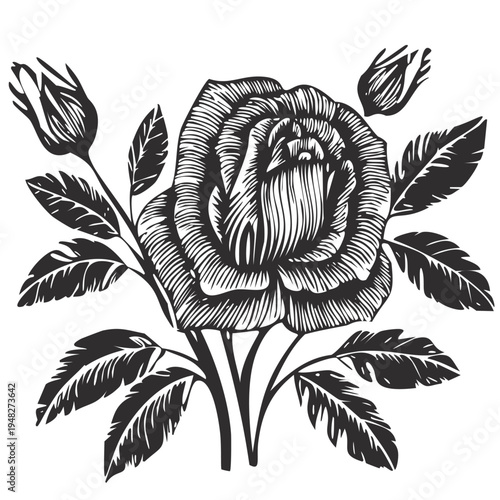 Etch style floral rose with leaves illustration, black white monochrome hand carved design, wooden block printing flower folk art pattern, detail intricate lines botanical ornament, graphic vector