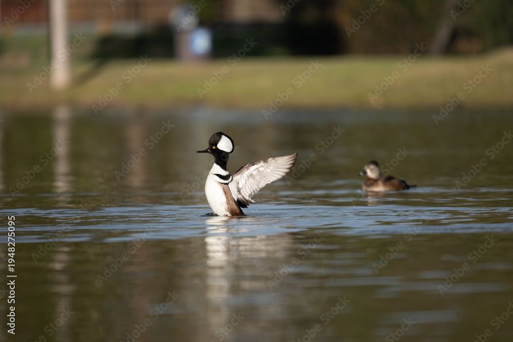 Fototapeta premium hooded merganser at Santee Lakes