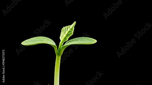 A small green plant sprout grows against a black background