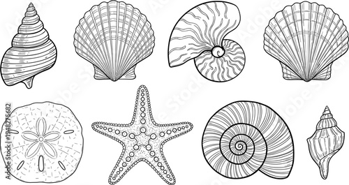Hand drawn seashell and starfish vector collection featuring vintage engraved ocean mollusks, nautilus shells, sand dollars, and decorative beach life illustrations.