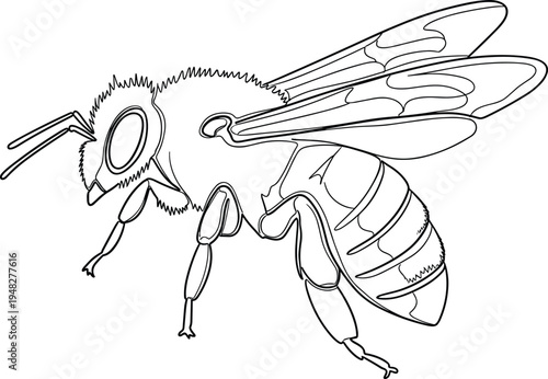 Honey bee vector line art illustration, bumblebee isolated on white background, insect engraving style, nature and pollination design element