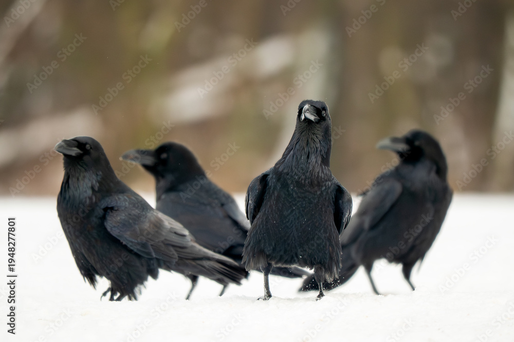 Naklejka premium Common Raven - Corvus corax, iconic black large bird native to European woodlands and forests, Poland.