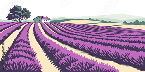 a field of lavender plants growing in rows Vector