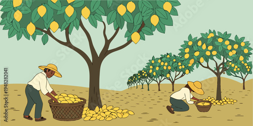 workers harvesting lemons in an orchard Vector