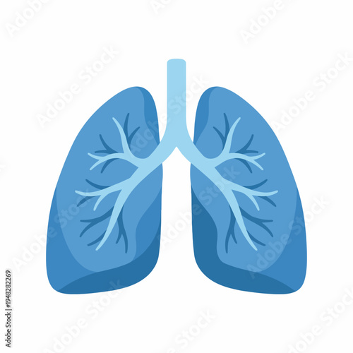 A clear and detailed illustration of human lungs, representing health and respiratory function, ideal for medical, educational, and wellness-related content in various formats.