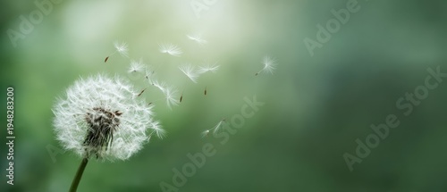 The dandelion seed head releasing delicate seeds into a soft green spring breeze