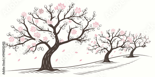 cherry blossom trees in full bloom Vector