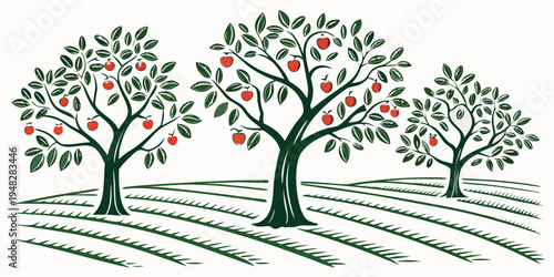three apple trees with red apples in an orchard Vector