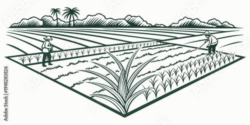 a field with rows of crops and a farmhouse in the background Vector