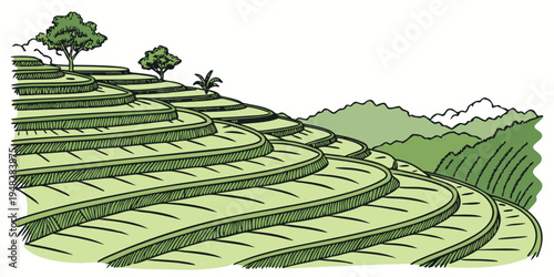 a green tea plantation on a hillside with trees Vector