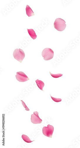 A group of pink rose petals falling down isolated on transparent background