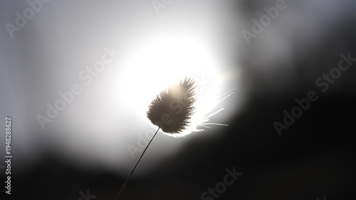 Close-Up of Fluffy Wild Seed Head in Warm Light
