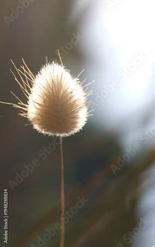 Close-Up of Fluffy Wild Seed Head in Warm Light
