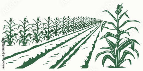 a green cornfield with rows of crops growing Vector